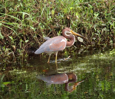 [Side view of the bird as it stands in the water with its head curved back to its body. The water is deep enough that only a few inches of its legs are visible.]